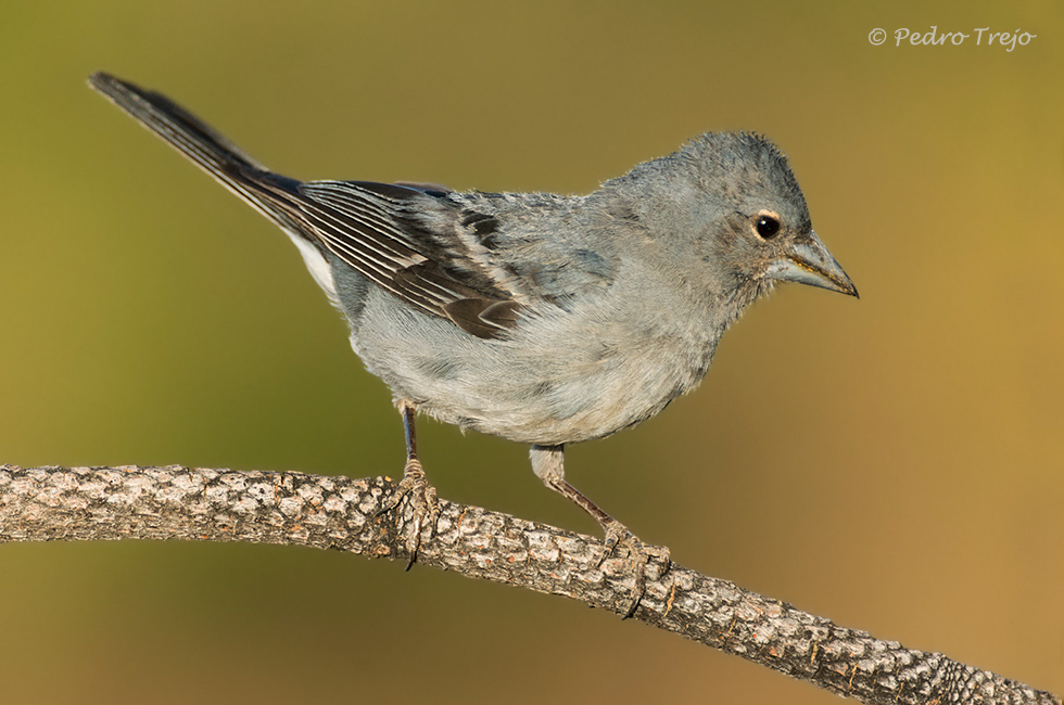 Pinzon azul (Fringilla teydea)